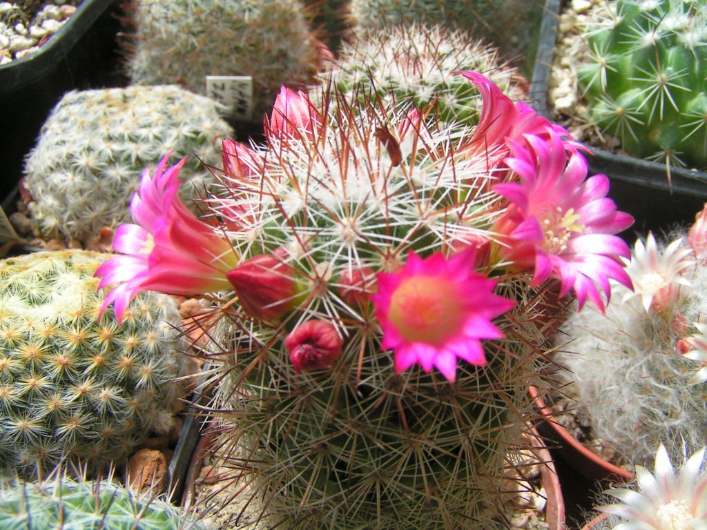 Mammillaria erythrocalyx